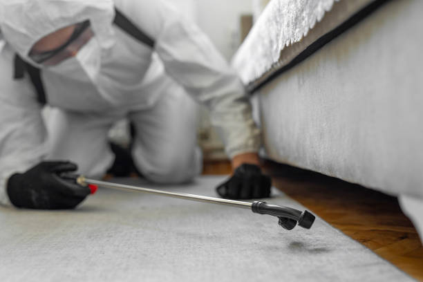 Professional Bed Bug Control technician working in Leadington, MO